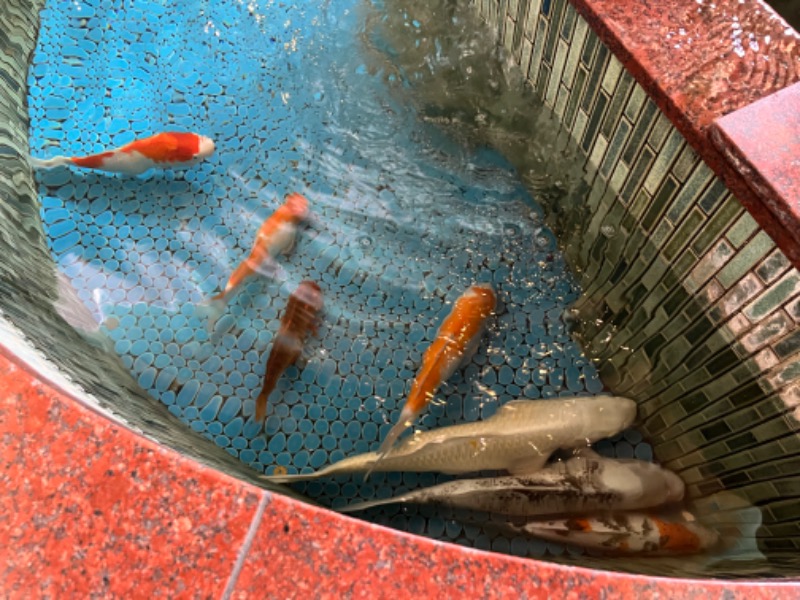 ヒロヒロさんの夢の公衆浴場 五色のサ活写真