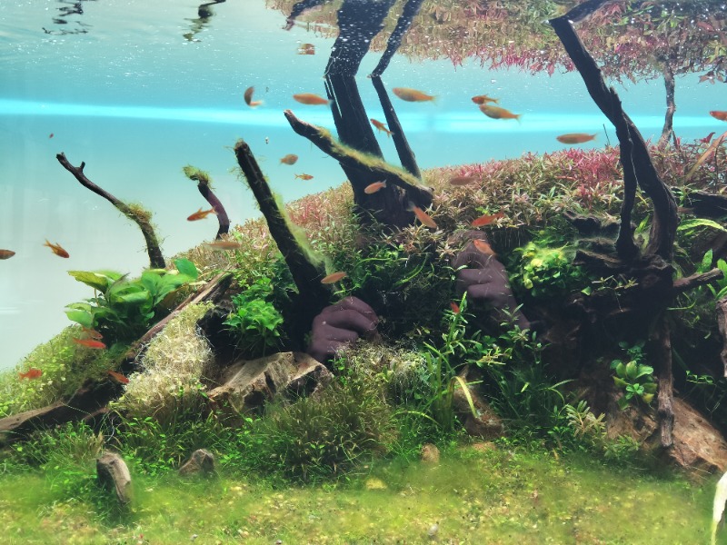 アウフさんのSAUNA煌ｰKOUｰのサ活写真