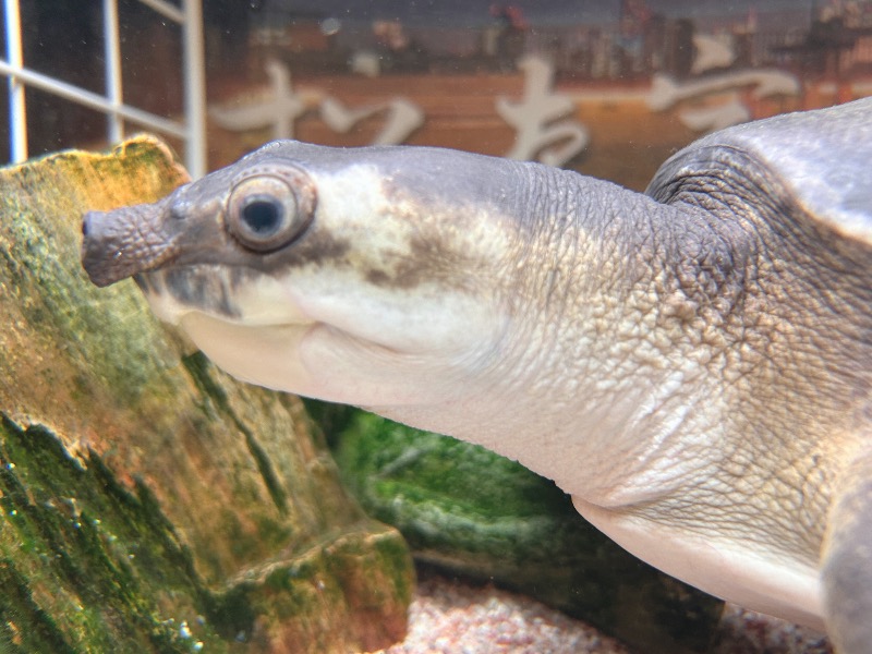 どねるさんの松本湯のサ活写真