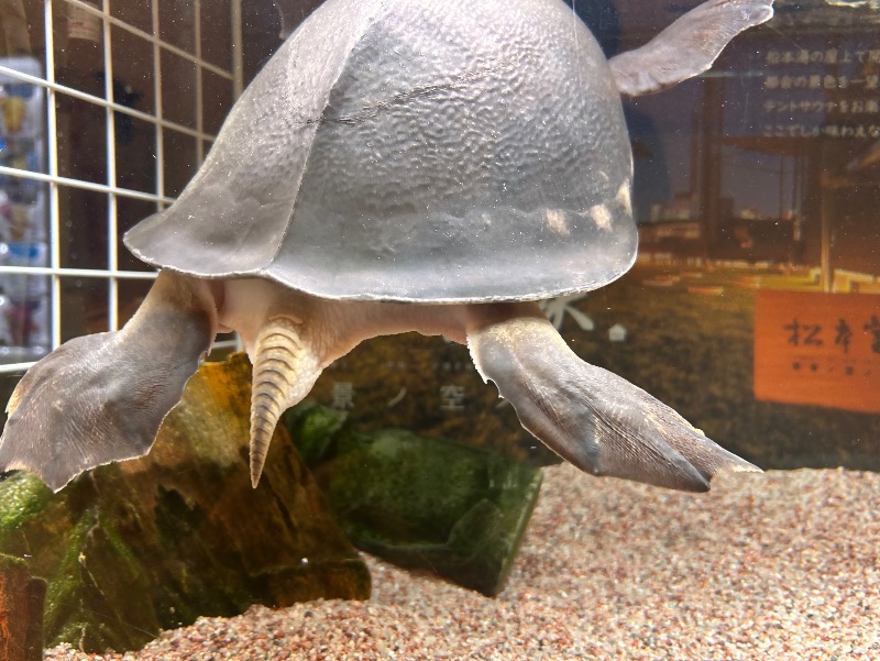 どねるさんの松本湯のサ活写真