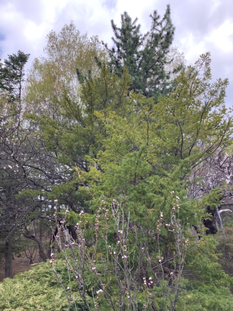 tacchy 魔都サッポロがスキすぎるさんのスポーツクラブ&サウナスパ ルネサンス 札幌平岸24のサ活写真