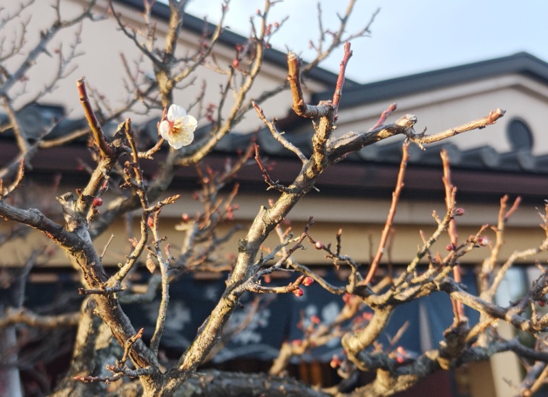 異国のTOPおっさんさんの極楽湯 富谷店のサ活写真