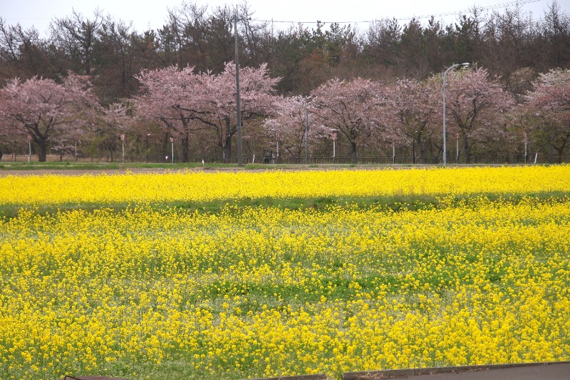 tori-sanさんのにしめ湯っ娘ランドのサ活写真