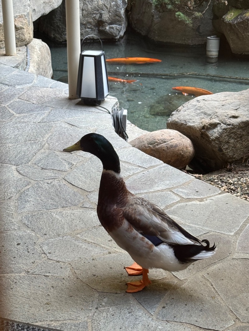 3723さんの笛吹川温泉 別邸 坐忘のサ活写真