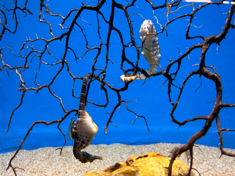 ゆき🍄さんの潮騒の湯のサ活写真