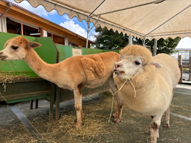 ゆき🍄さんのアルペンドルフ白樺のサ活写真