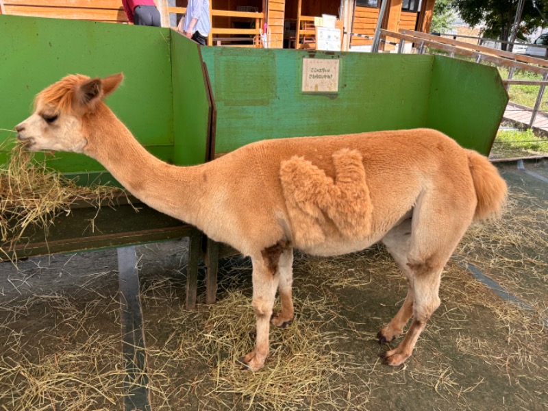 ゆき🍄さんのアルペンドルフ白樺のサ活写真