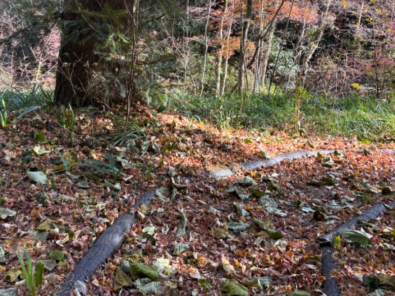 ゆき🍄さんの天然温泉 富士桜の湯 ドーミーインEXPRESS富士山御殿場のサ活写真