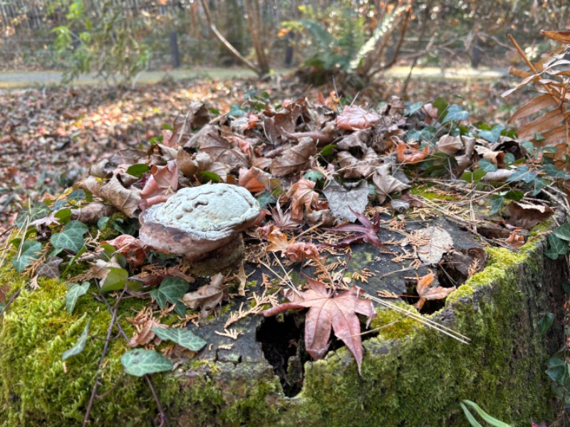 ゆき🍄さんの天然温泉 富士桜の湯 ドーミーインEXPRESS富士山御殿場のサ活写真