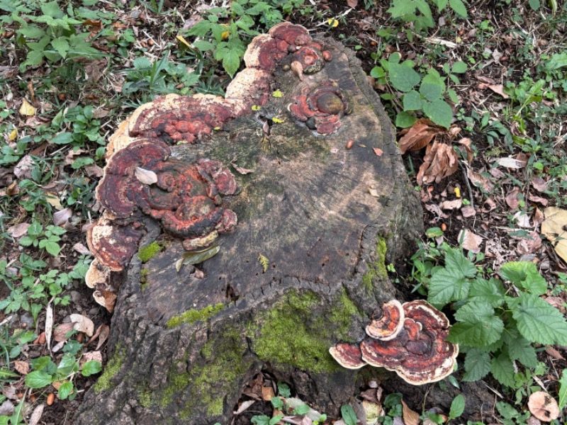 ゆき🍄さんの湯の森 深大湯のサ活写真