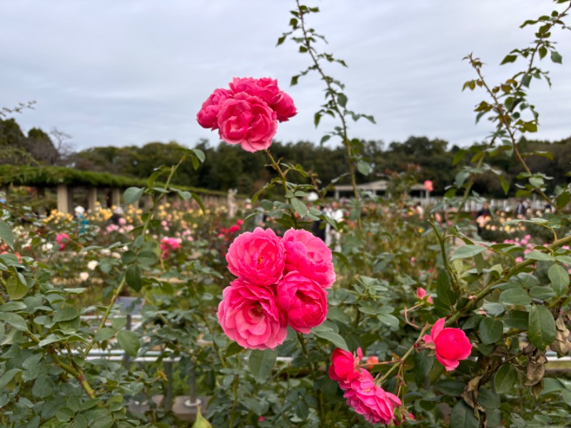 ゆき🍄さんの湯の森 深大湯のサ活写真