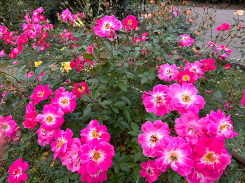 ゆき🍄さんの湯の森 深大湯のサ活写真