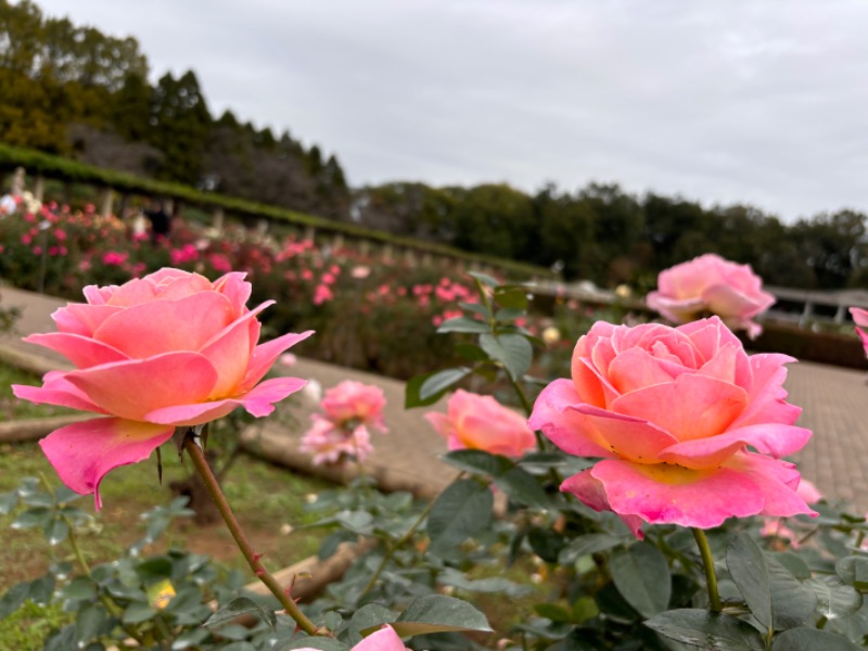 ゆき🍄さんの湯の森 深大湯のサ活写真