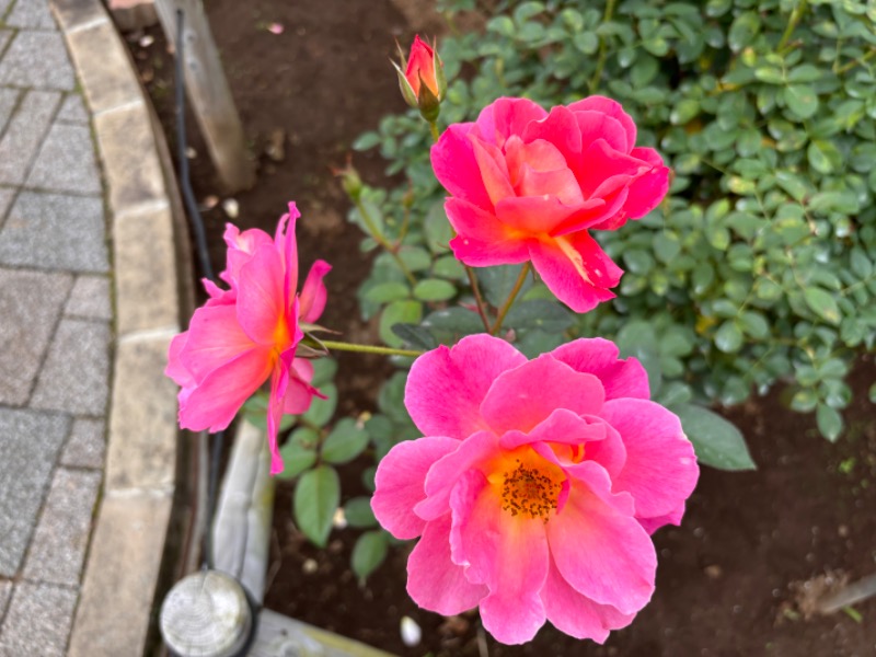 ゆき🍄さんの湯の森 深大湯のサ活写真