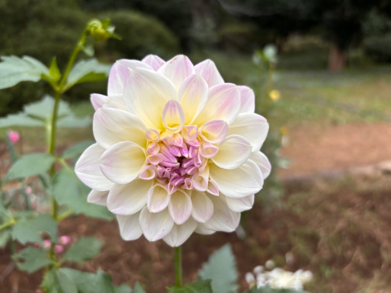 ゆき🍄さんの湯の森 深大湯のサ活写真