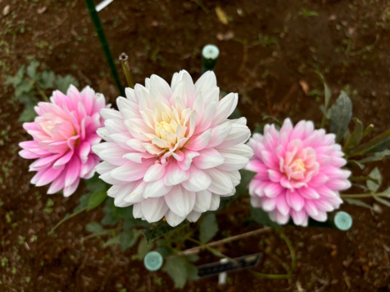 ゆき🍄さんの湯の森 深大湯のサ活写真