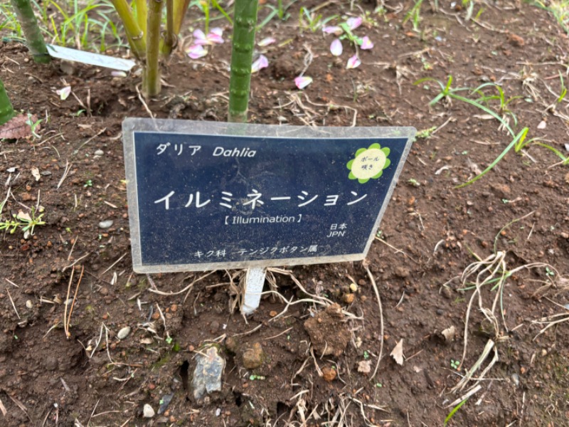 ゆき🍄さんの湯の森 深大湯のサ活写真