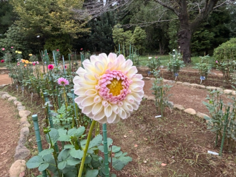 ゆき🍄さんの湯の森 深大湯のサ活写真