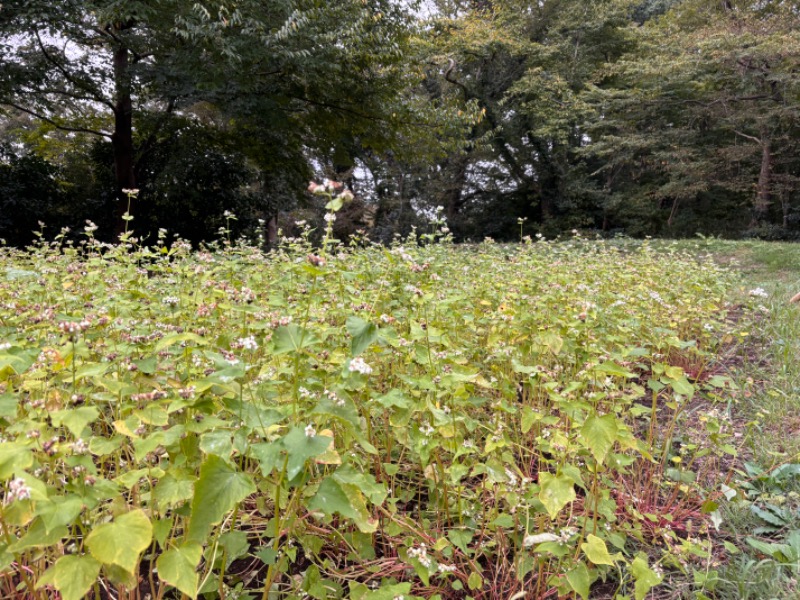 ゆき🍄さんの湯の森 深大湯のサ活写真