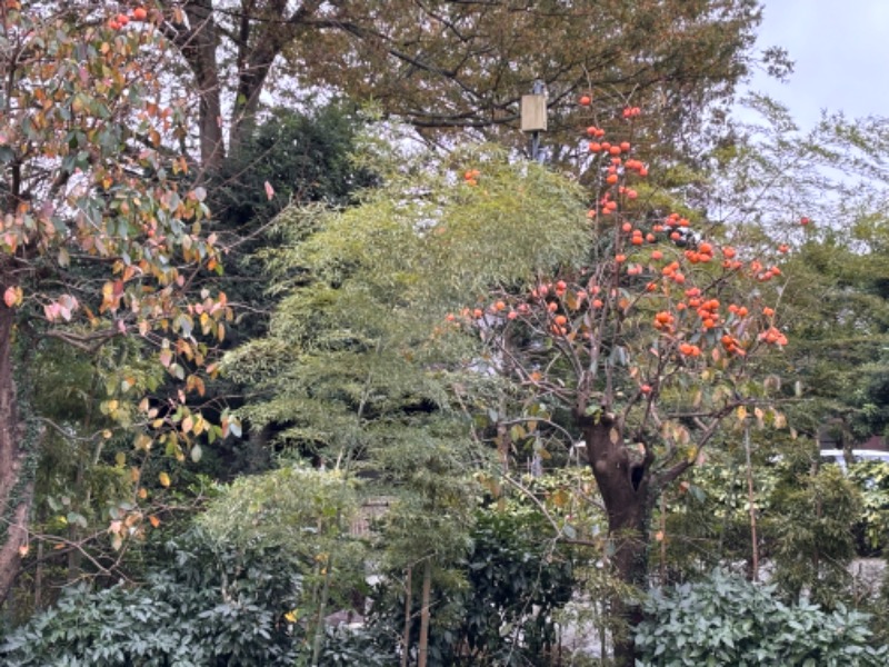 ゆき🍄さんの湯の森 深大湯のサ活写真