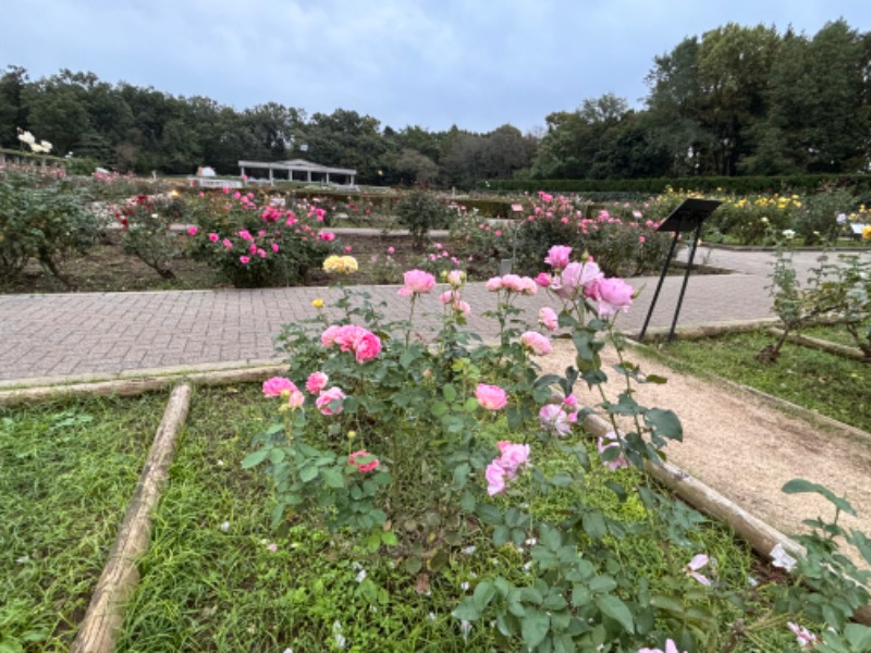 ゆき🍄さんの湯の森 深大湯のサ活写真