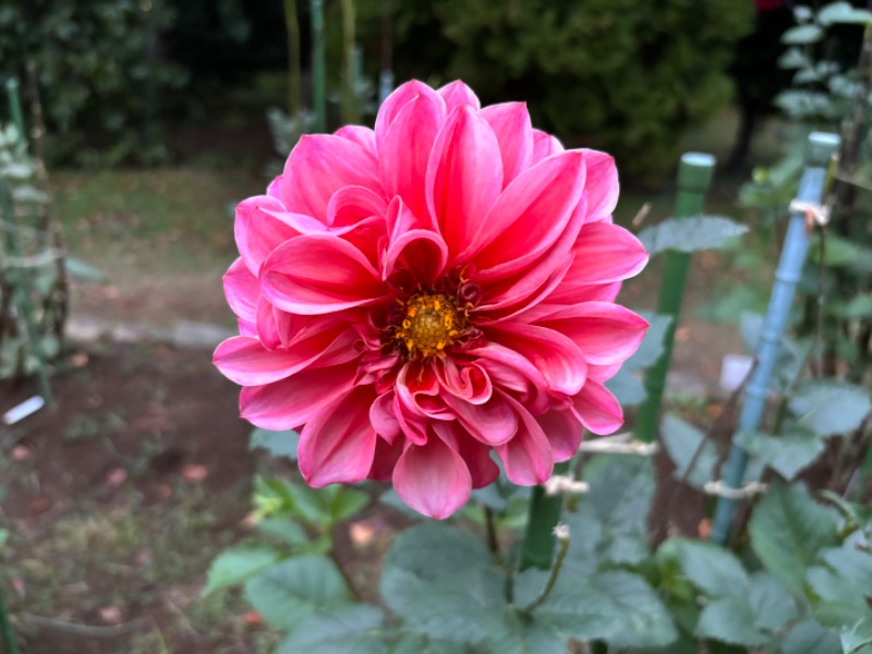 ゆき🍄さんの湯の森 深大湯のサ活写真