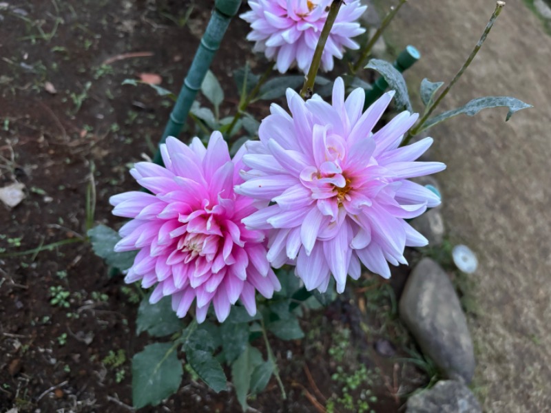 ゆき🍄さんの湯の森 深大湯のサ活写真