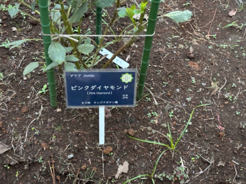 ゆき🍄さんの湯の森 深大湯のサ活写真