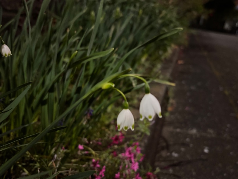 ゆき🍄さんの鈴の湯のサ活写真