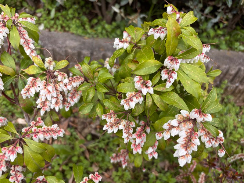 ゆき🍄さんの鈴の湯のサ活写真