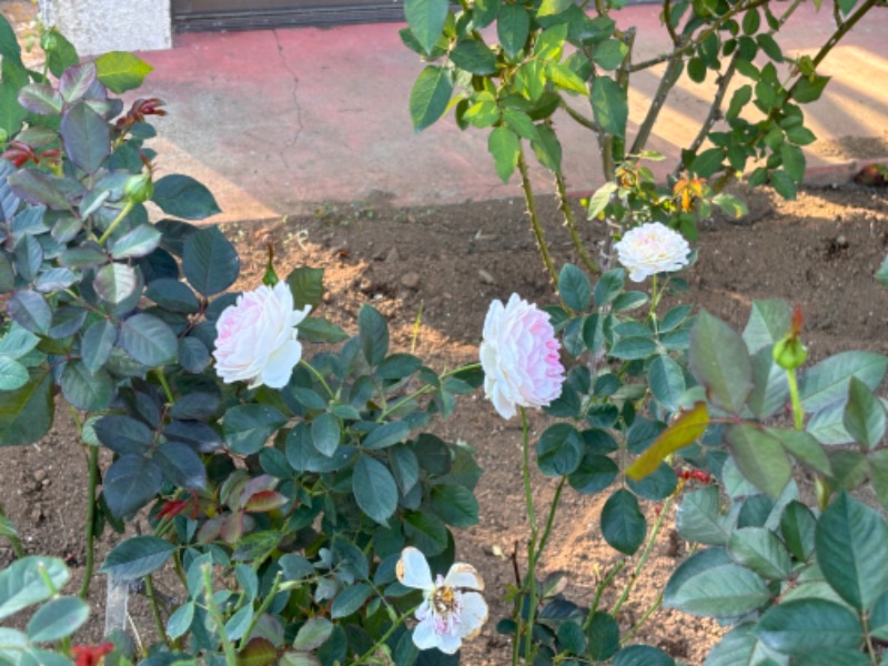 ゆき🍄さんの宿河原浴場のサ活写真