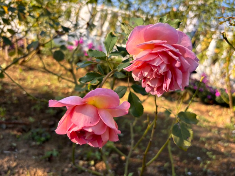 ゆき🍄さんの宿河原浴場のサ活写真