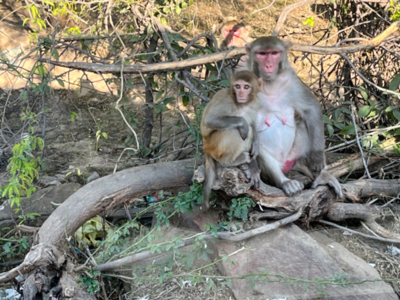 山﨑さんのDia Park Premier, Gurugramのサ活写真