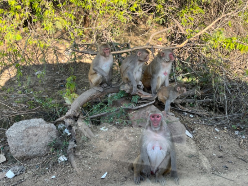 山﨑さんのDia Park Premier, Gurugramのサ活写真