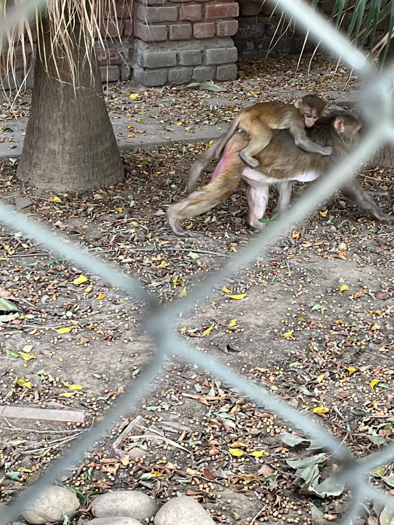 山﨑さんのDia Park Premier, Gurugramのサ活写真