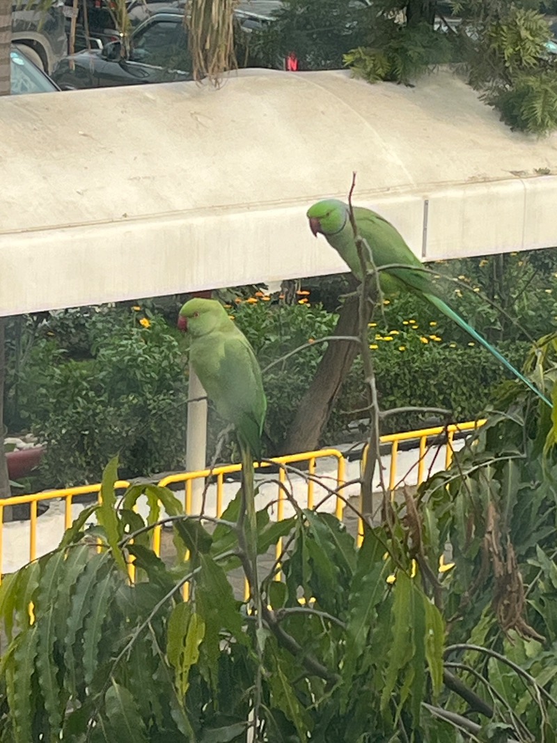 山﨑さんのDia Park Premier, Gurugramのサ活写真