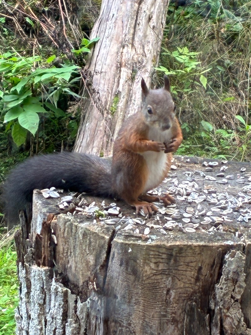 ぶひさんの美白の湯宿 大江本家のサ活写真