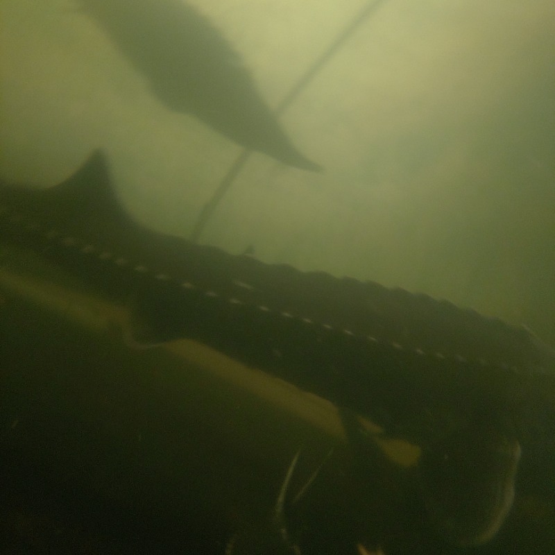 転生したらケンでしたさんのびふか温泉のサ活写真