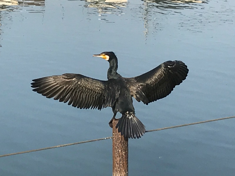 メンマー（市販）さんの天然温泉 湯どんぶり栄湯のサ活写真