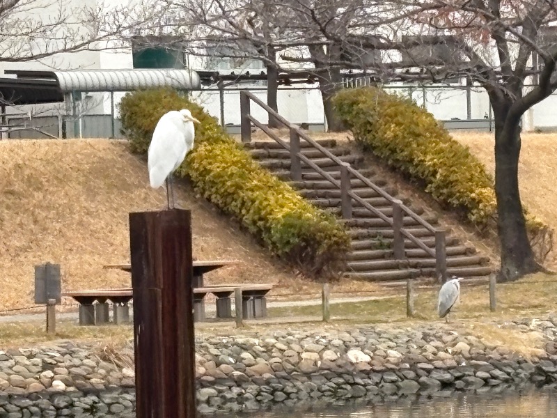 メンマー（市販）さんの鶴の湯(つるの湯)のサ活写真