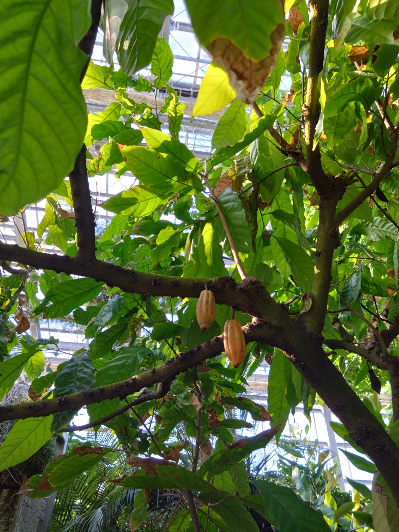 さうにゃんさんの青島フィッシャーマンズ・ビーチサイドホステル&スパ(神話の湯)のサ活写真