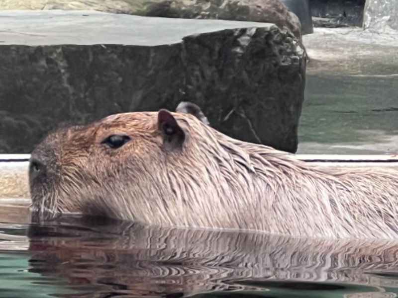 kazzcapy216さんの石狩天然温泉 番屋の湯のサ活写真