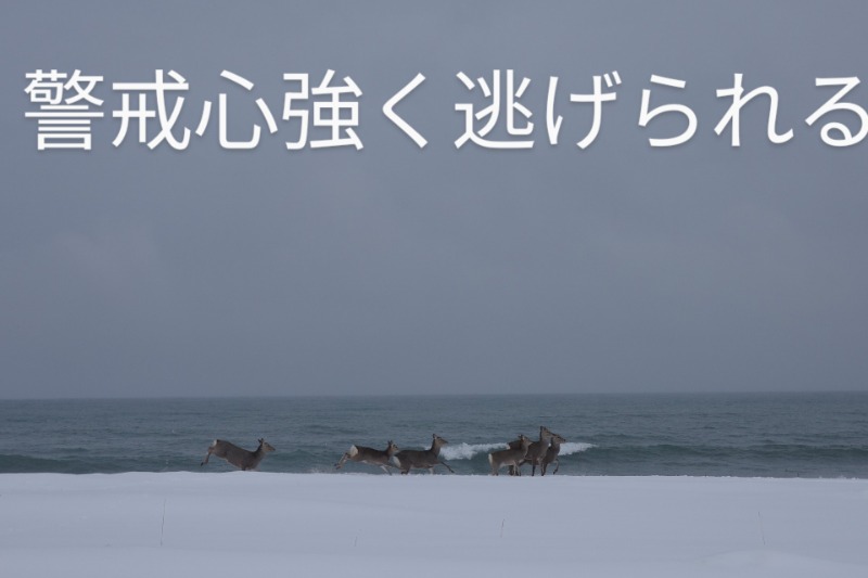 ぼっちゃん333さんの天然温泉 天北の湯 ドーミーイン稚内のサ活写真