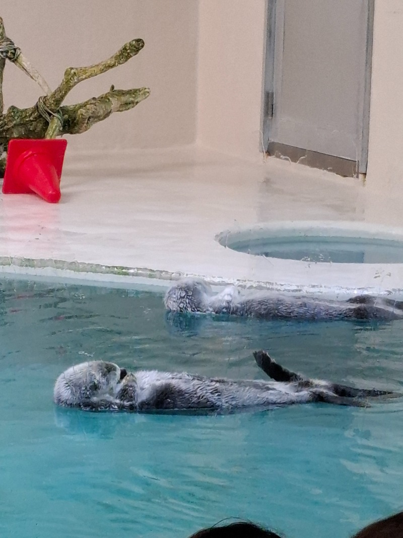 きゃさりんさんの朝霞サウナ 和(なごみ)のサ活写真