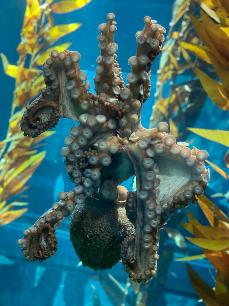 もじゃもじゃさんの大江戸温泉物語 箕面温泉スパーガーデン (箕面観光ホテル)のサ活写真