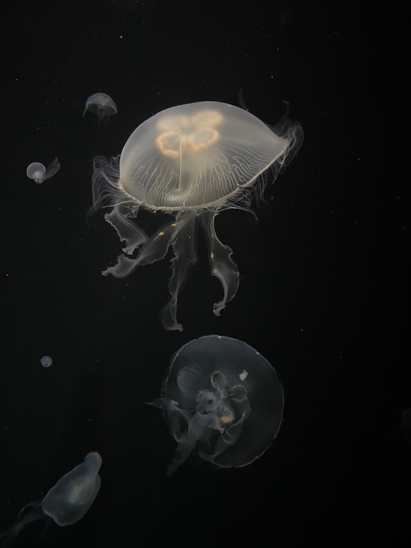 もじゃもじゃさんの大江戸温泉物語 箕面温泉スパーガーデン (箕面観光ホテル)のサ活写真
