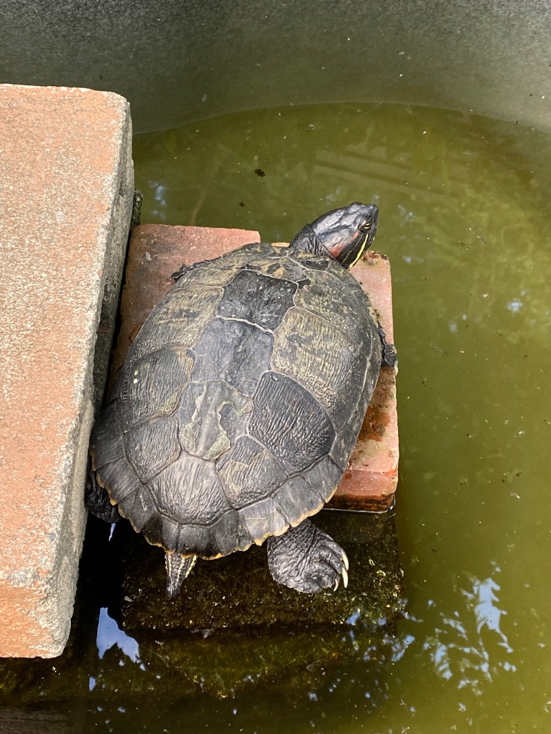 もじゃもじゃさんのitadaki Sauna19のサ活写真