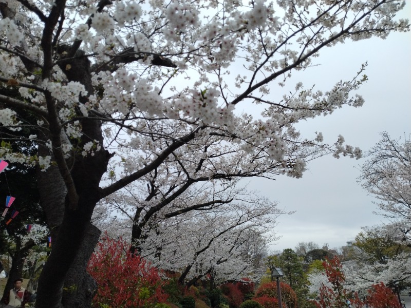 hiromi(葛西橋サウナクラブ事務局)さんのテルメ末広のサ活写真