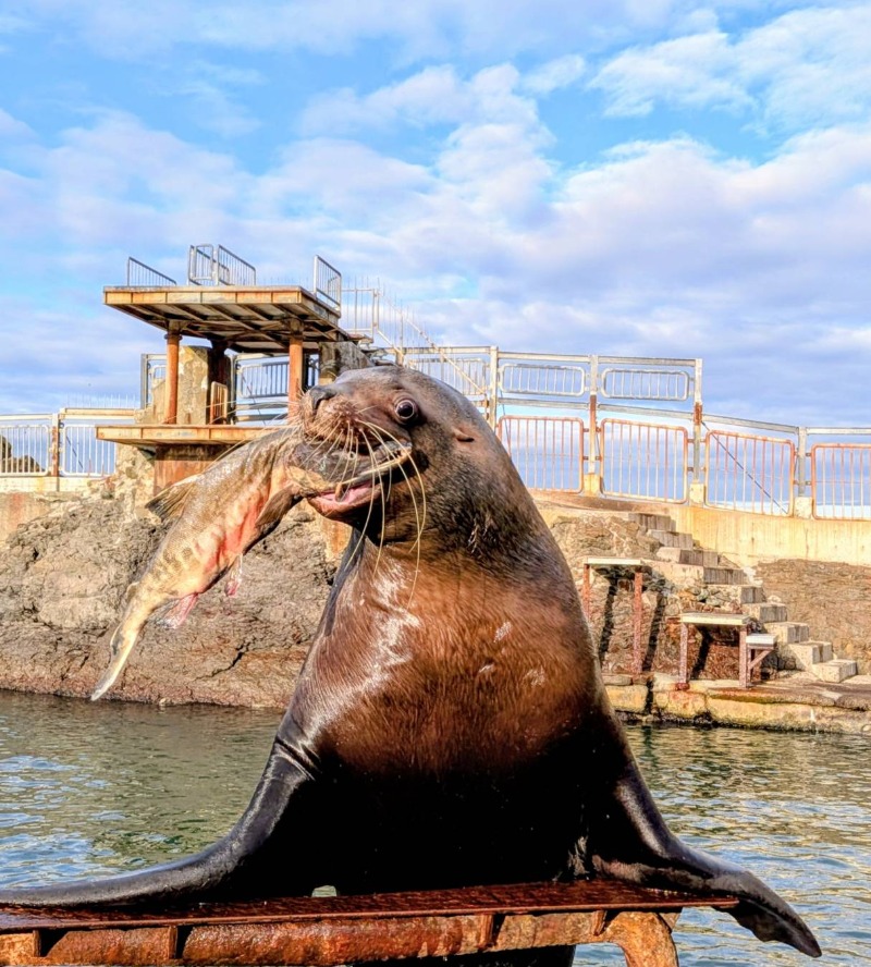 あっきーさんの朝里川温泉ホテルのサ活写真