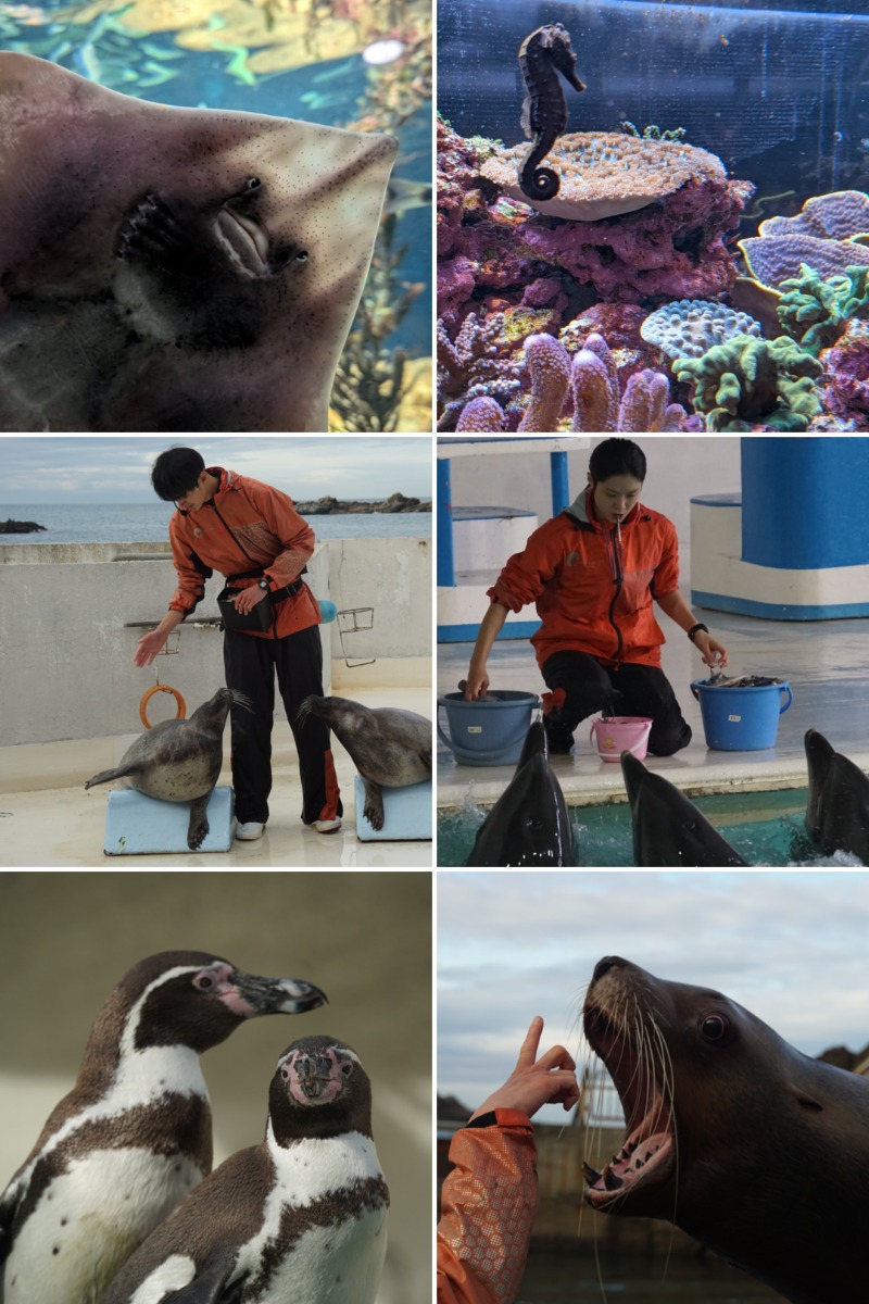 あっきーさんの朝里川温泉ホテルのサ活写真